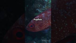 Coelacanth VS Devils Hole Pupfish who wins  Comment below and subscribe🔔for more ai trending [upl. by Nolra]