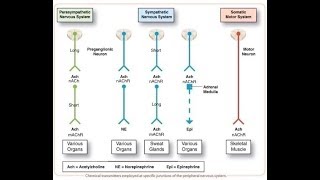 autonomic cholinergic and adrenergic receptors [upl. by Drapehs]