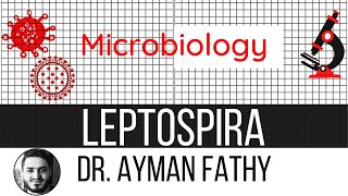 leptospirosis  USMLE Step 1 Microbiology  Dr Ayman Fathy [upl. by Nyraf178]