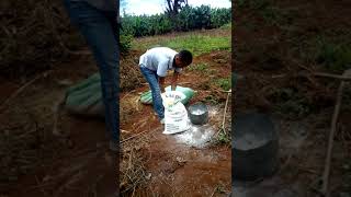 HOW TO APPLY AGRICULTURAL LIME nature coffeeproduction organic plant [upl. by Drawdesemaj]