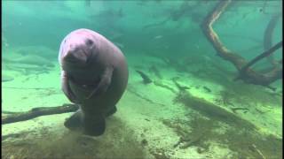 Dancing Manatee [upl. by Zima]