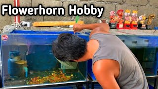 FLOWERHORN farming at HOME  bumili ako ng flowerhorn FRY kay REBORN crosbreeds [upl. by Appleby899]