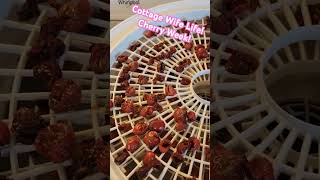 Cottage Wife Life Cherry Week Presto Dehydrator [upl. by Nerej]