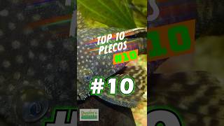 TOP 10 PLECOS 10 [upl. by Hughie]