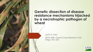 Genetic dissection of disease resistance mechanisms hijacked by a necrotrophic pathogen of wheat [upl. by Valerio]