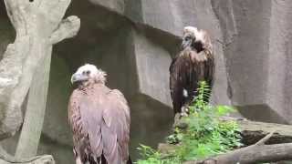 Cinereous Vultures at Milwaukee County Zoo [upl. by Noah220]