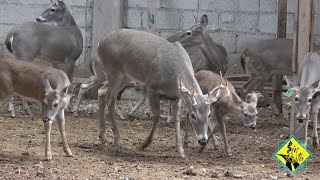 Criadero de 🦌 VENADO COLA BLANCA y BLACK BUCK [upl. by Issie]