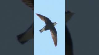 🐦【鳥図鑑】🐦ハリオアマツバメ（282）Whitethroated needletail （Asian Spinetailed swift  Needletailed swift etc [upl. by Siblee]