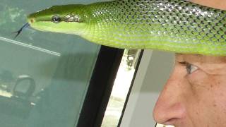 Red Tailed Racer Rat Snake  Gonyosoma oxycephalum Thailand Snake [upl. by Hew]