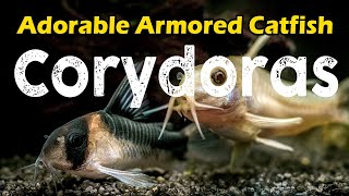 Corydoras Unveiling the Enchanting World of These Adorable Armored Catfish [upl. by Amias]