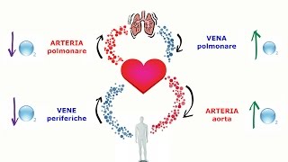 Cuore Arterie Vene il circolo sanguigno [upl. by Chemash]