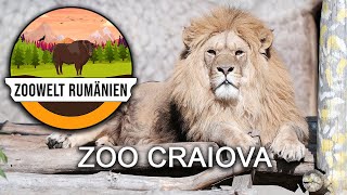 Zoo Craiova  Der Löwe im Stadtpark  Zoowelt Rumänien [upl. by Eirena82]