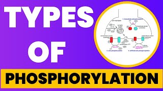 Types of Phosphorylation  Hindi  Urdu [upl. by Olathe451]