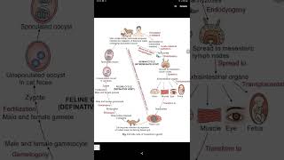 toxoplasma  protozoa  parasitology  microbiology [upl. by Bellda]