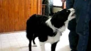 Border Collie getting a beer from fridge [upl. by Seiter]