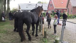 PAARDENMARKT ZUIDLAREN 2019 [upl. by Hiltner]