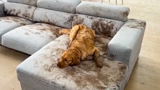 Dog Makes Muddy Mess 😮🤣 FUNNIEST Animal Videos [upl. by Olumor701]