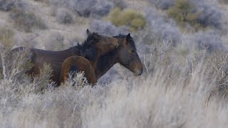 Outdoor Nevada S4 Ep9 Clip  Wildlife in the Spring Mountains [upl. by Curhan]