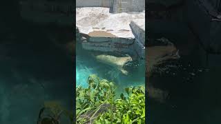 【大阪】天王寺動物園、シロクマさんです 天王寺動物園 シロクマ 🐻‍❄️ [upl. by Romalda]