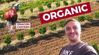 ORGANIC Calamansi And Chicken Farm Exploring DAVAO CITY [upl. by Nahk]