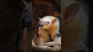 Anteater The Fastest Tongue in the Animal World 🔥🐜 shorts insecteater wildlife animalfacts [upl. by Ugo]