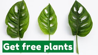 Easy Monstera Adansonii Propagation  FREE Plants [upl. by Eelinej]