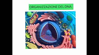 CORSO DI BIOLOGIA MOLECOLARE  TRASCRIZIONE DEL DNA CONTINUAZIONE  LEZIONE 3 [upl. by Penthea]