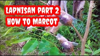 Lapnisan Part 2 How to Marcot lapnisan howto marcot howtomarcotlapnisan [upl. by Sardella]