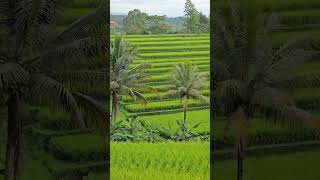 Jatiluwih rice terracesBALI2024 [upl. by Adniled829]