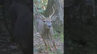 Two Whitetail Bucks 🦌 deer wildlife whitetaildeer [upl. by Namreg]