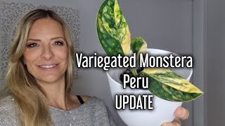 Variegated Monstera Peru UPDATE is my plant still alive [upl. by Ko58]