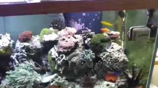 Dons Aquaripure Denitrator Video Testimonial [upl. by Anitahs]