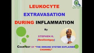 Leukocyte Extravasation  Inflammation [upl. by Byrom]