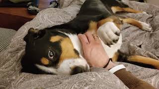 Entlebucher Sennenhund will gestreichelt werden [upl. by Slen]