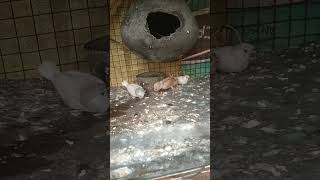 Zebra Finch chicks feeding trending birds youtubeshorts viralshort [upl. by Moshell]