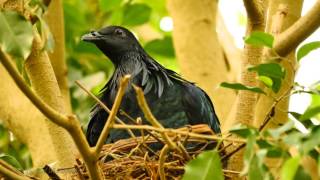 Nicobar Pigeon Caloenas nicobarica  Kragentaube Mähnentaube Nikobarentaube oder Nikobartaube [upl. by Blen]