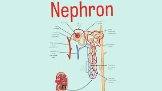 nephron viral trending YouTube [upl. by Sirron]