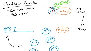 p53 Target Genes feedback loop regulation of p53 by mdm2 [upl. by Enylcaj]