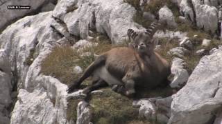 ALPSKI KOZOROG SEPTEMBER Capra ibex Triglavski narodni park [upl. by Aineles799]