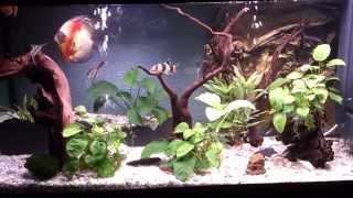 Peces comiendo Larva Roja HD 1080p Discos EscalaresBettas CoridorasAncistrus Botias Neones [upl. by Asirrak]