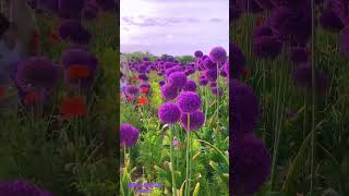 Pretty Allium giganteum flowersbeautifulflowerscolorfulflowersflowerbeautyflowersinfoshorts [upl. by Sitra372]