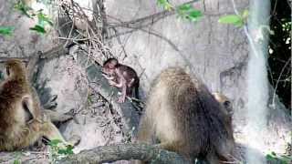 Baby Baboon 1 Little Mombo February 5 2013 [upl. by Amahs]