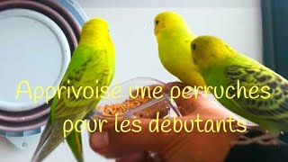 Comment Apprivoise une Perruche pour les débutantslemondedesoiseauxby shad [upl. by Hachmann701]