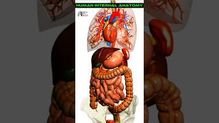 Human Internal Anatomy medical animation 3d short [upl. by Kunin]