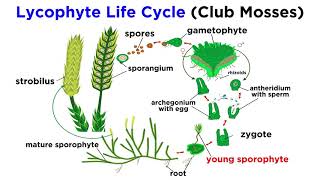 Lycophytes Early Vascular Plants [upl. by Kawai]