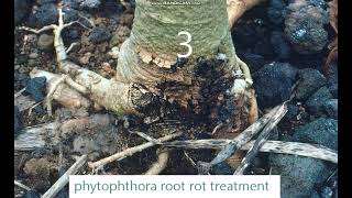 phytophthora root rot treatment [upl. by Cuda]