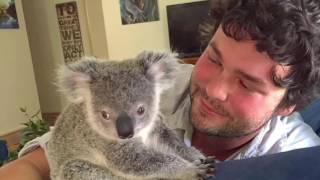 quotLucyquot The Orphaned Baby Koala Who stole our hearts [upl. by Lletnohs]