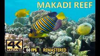 Makadi Reef  Подводный мир Макади Египет Underwater World of Makadi Egipt 2015 part 1  4K 60 [upl. by Airlee]