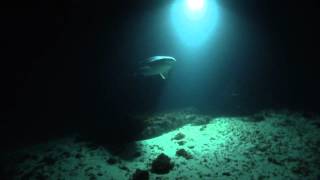 Sixgill shark in the Messina Strait  Hexanchus griseus lo squalo capopiatto [upl. by Jonas]