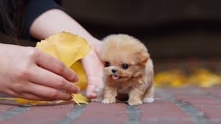 Adorable teacup maltipoo for sale ｜ Miniteacuppuppy Shorts [upl. by Nnayrrehs]